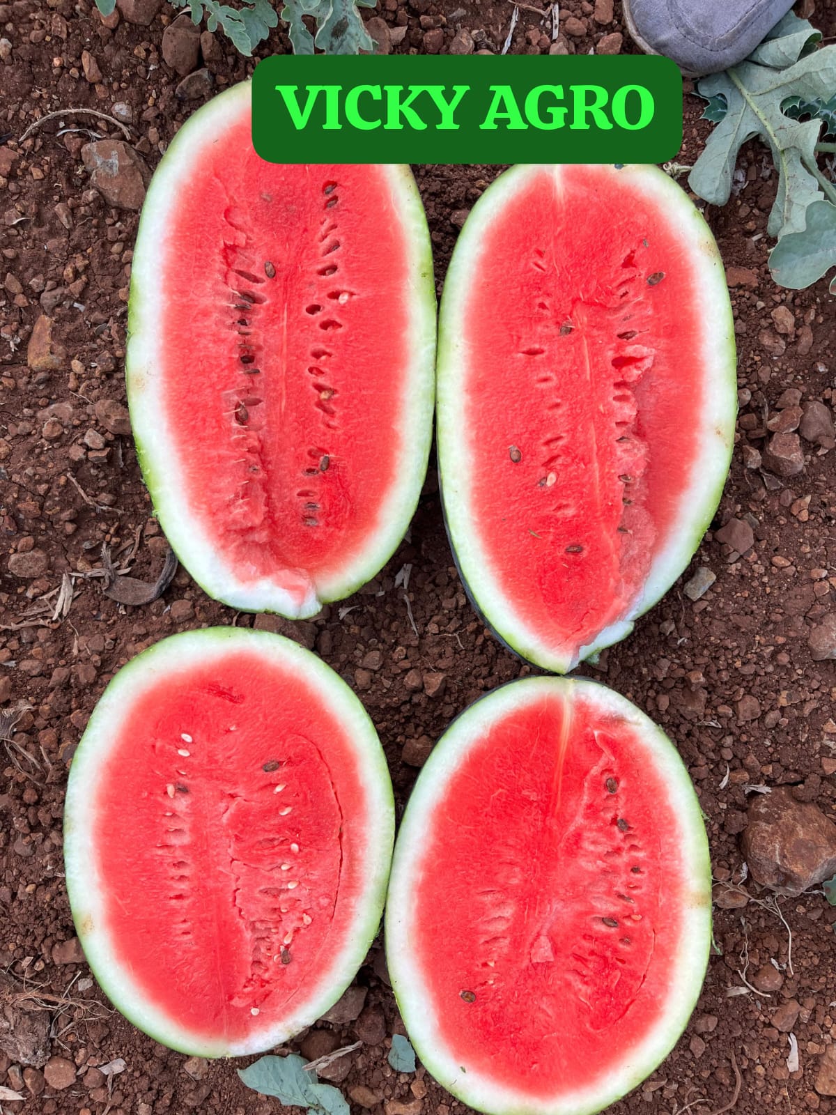 Water melon